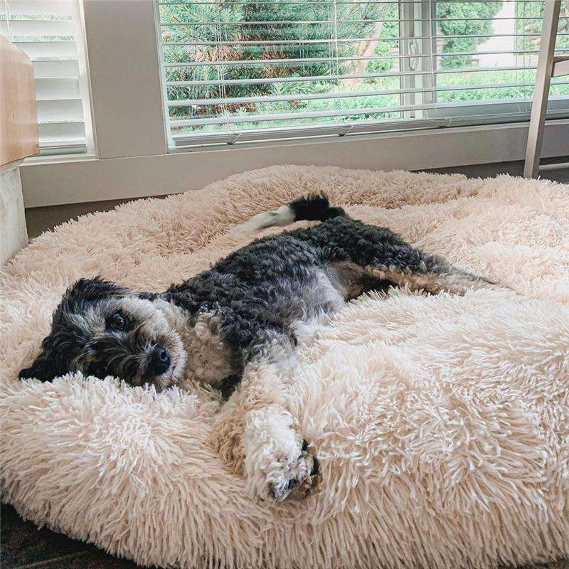 The Premium Anxiety-Relieving Dog Bed