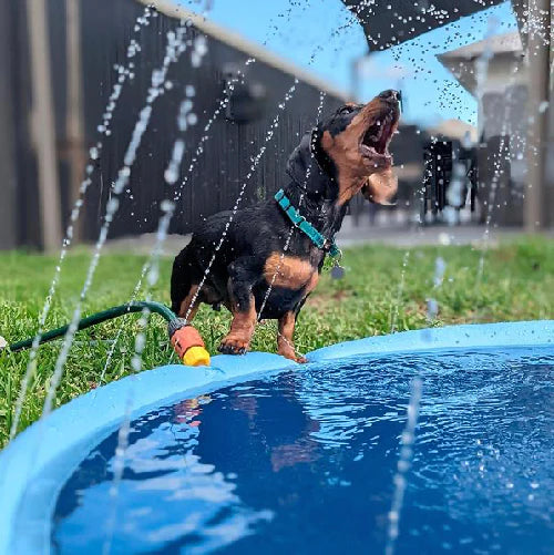 Dog Pad Sprinkler